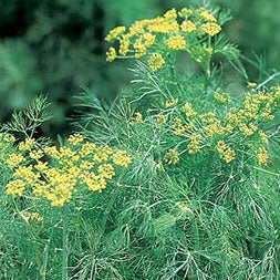 Fresh Dill in the garden.